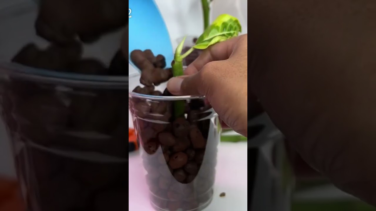 Rubber Plant Propagation in LECA