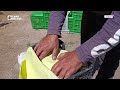 موسم الكرز في السويداء.. إنتاج جيد وتسويق ضعيف