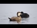 Black Scoter (Melanitta americana) - американская синьга