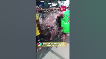 4 ngư dân chật vật khiêng cá mú khổng lồ nặng 154kg vào bờ| Tin Tức Dân Sinh  #shorts