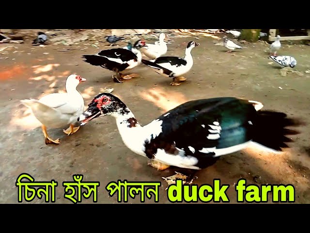 Defloratsiya jinsiy aloqa videolarini tomosha qiling Osiyo fohishalar ajoyib eshaklari bor