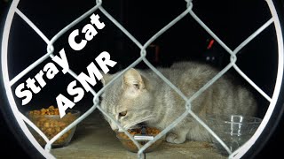 Cat ASMR : Feeding Hungry Homeless Stray Cats