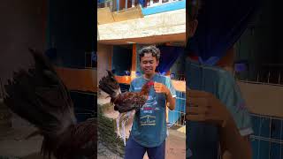Perawatan yang tulus dan ikhlas akan mendapatkan hasil yang baik #peternakayam
