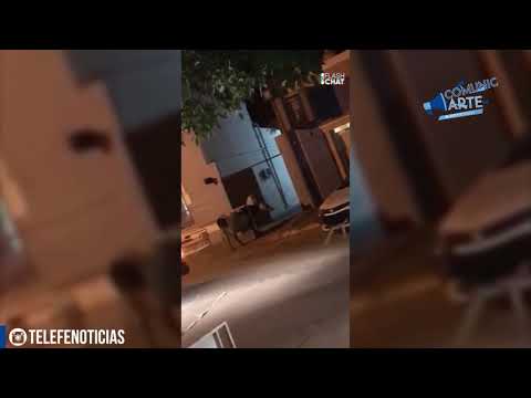 🐮 Gálvez: Una vaca suelta