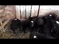Романовские овцы, молодой племенной баран