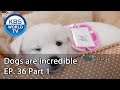 Dogs are incredible | 개는 훌륭하다 EP.36 Part 1 [SUB : ENG,CHN/2020.07.29]