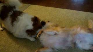 Gizmo and Ate Fight! by animal0505 270 views 15 years ago 1 minute, 21 seconds