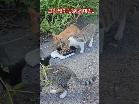 우리 길냥이들 #복순이 #까망이 #퇴근 #부산강서구