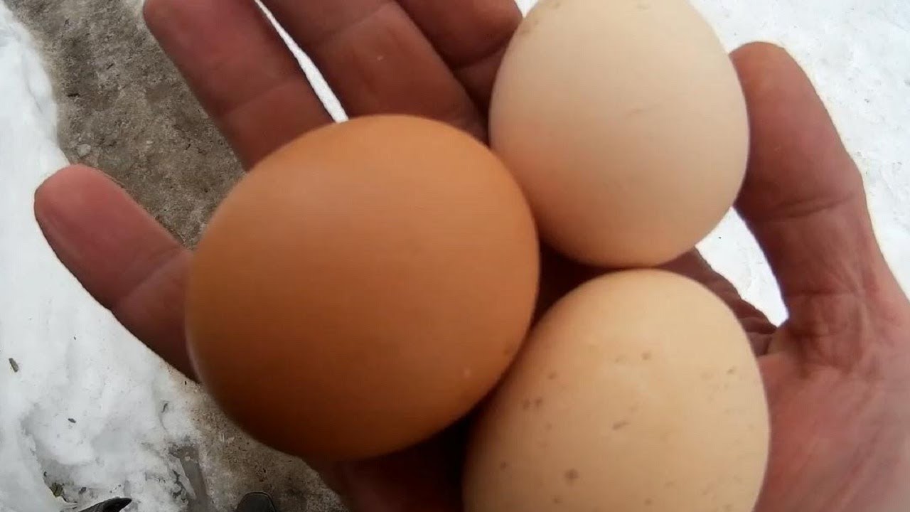 Кура несущая крупные яйца. Куры с розовыми яйцами. Куриное число яйца.