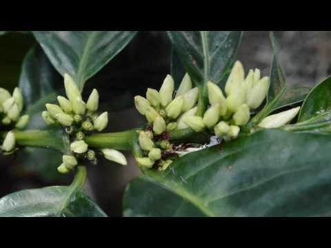 Video: Notes Of The Florist: Coffee Tree. Growing And Caring At Home. Photo