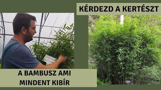 A BAMBUSZ ami mindent kibír | Fargesia muriella – Ernyőbambusz | KÉRDEZD A KERTÉSZT