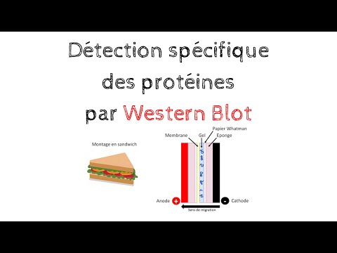 Vidéo: Pourquoi utiliser une membrane de nitrocellulose en Southern blot ?