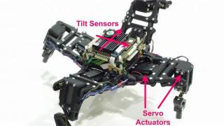 A Robot Teaches Itself How to Walk