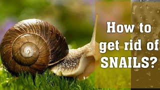 How to Get RID of SNAILS and SLUGS Home Remedy at ZERO COST #slug #snail