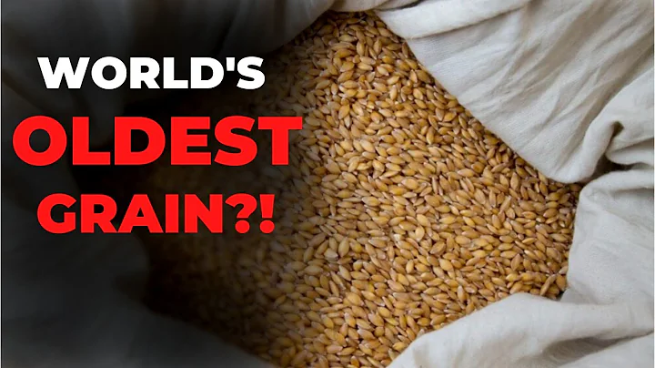 What is Einkorn Wheat - World's Oldest Grain: Inte...