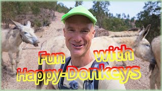 Join the HappyDonkeys on their joyful journey home!