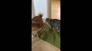 Aggressive cat vs Shiba Inu