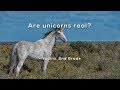 Are unicorns real?