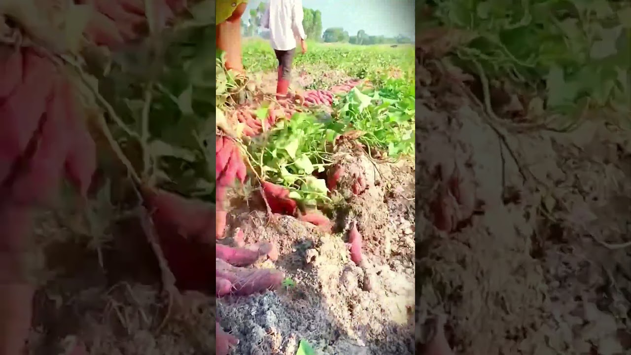 Amazing! Simple farming that produces abundant sweet potato harvests 
