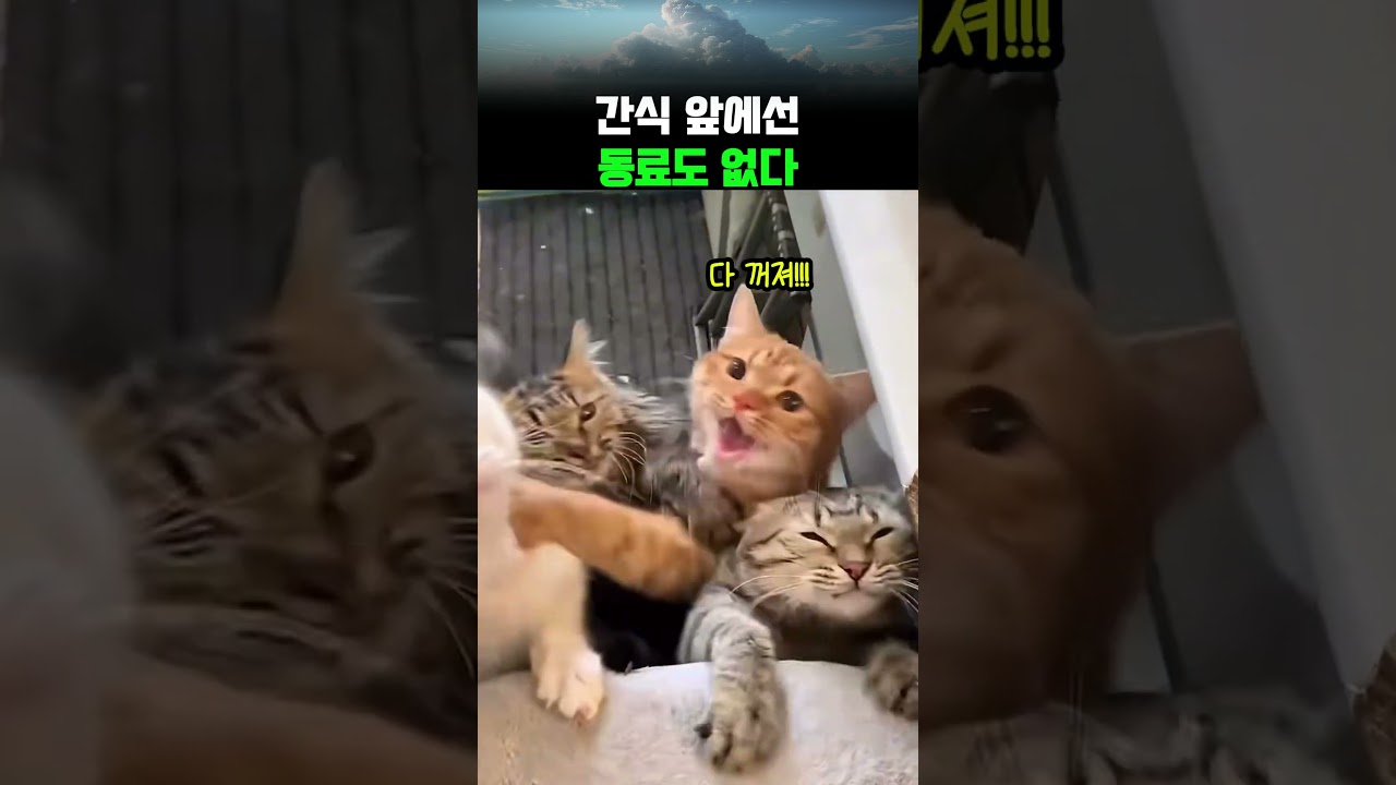 경쟁자 견제하느라 정작 고기를 놓친 고양이 #쇼츠 #공감 #웃긴영상 #유머 #animals #shorts