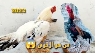 ازاي اشد الديك الهندي واخلي نفسه طويل افضل اكل لشد الديك الهندي وتدريبه ?