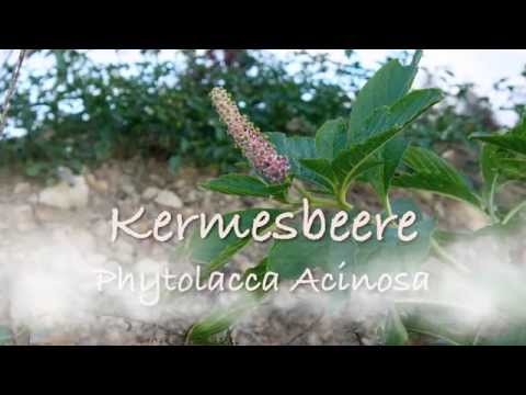 Indian Pokeweed - Phytolacca Acinosa -  Kermesbeere
