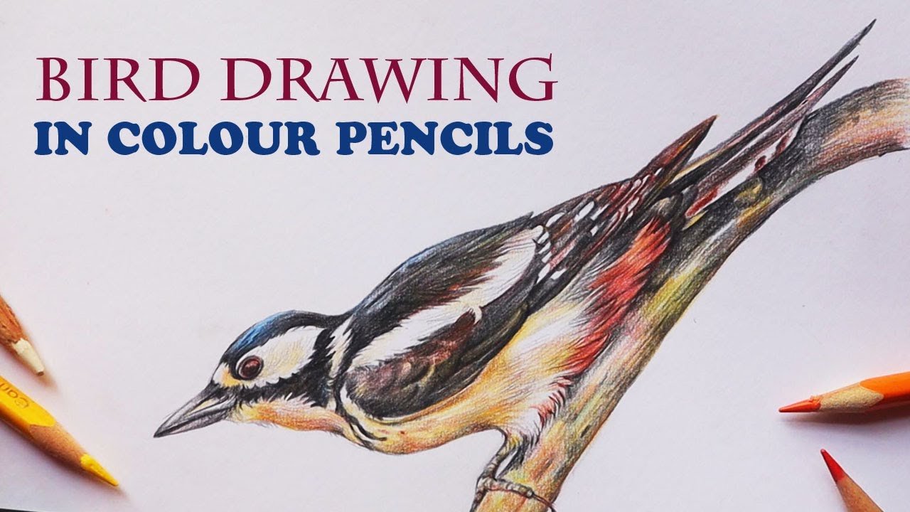 Great spotted woodpecker drawing | How to draw a woodpecker | Bird drawing | Color pencils