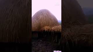 Perkampungan Asli Tradisional Masyarakat Balim di Wamena.