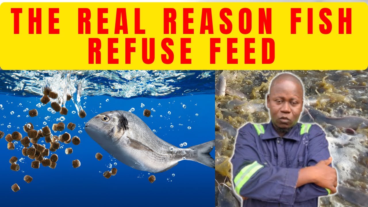 Why Your Fish Stop Eating: Diagnosing Invisible Water Quality Killers ...