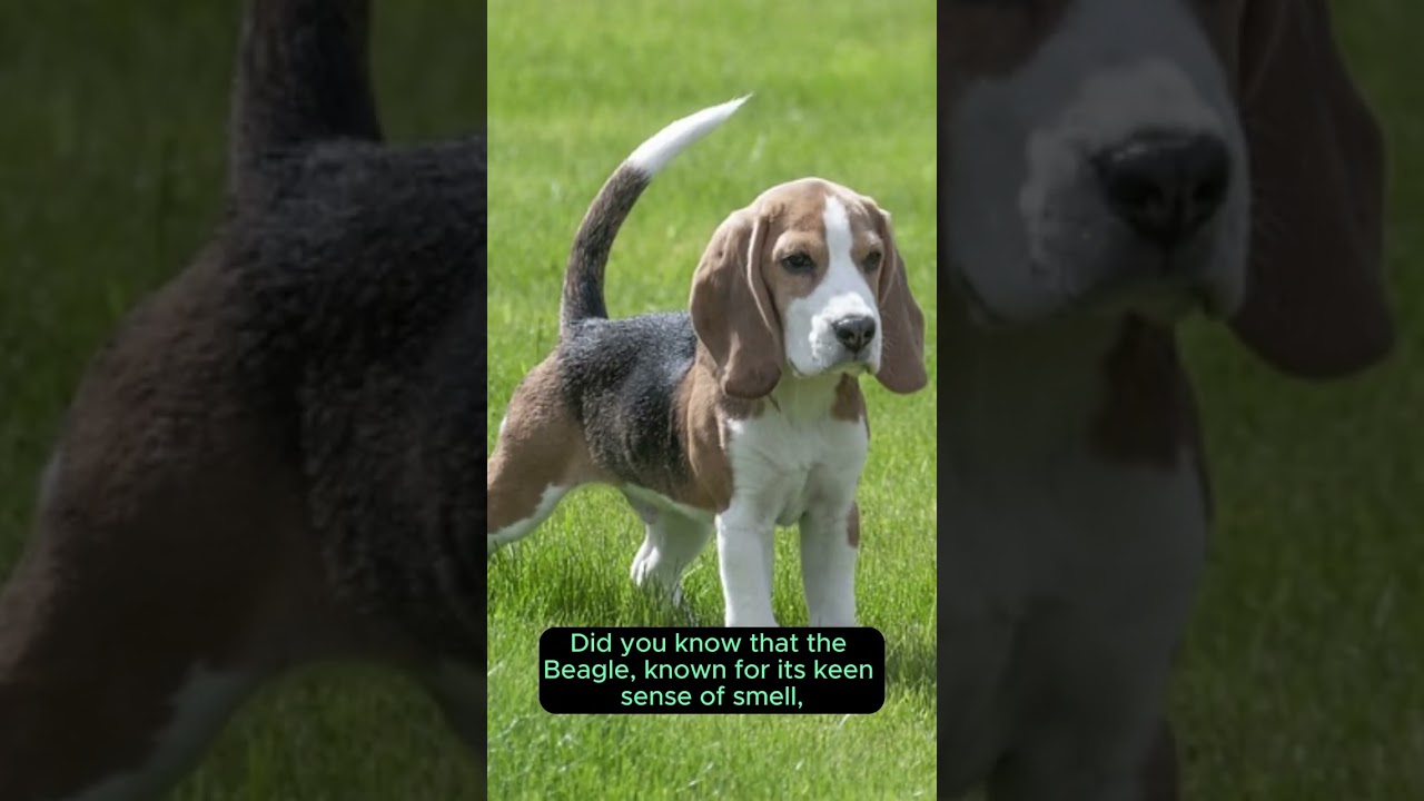 🤯 Did You Know These Cool Dog Facts? 🐾 Interesting Canine Tidbits Revealed! 