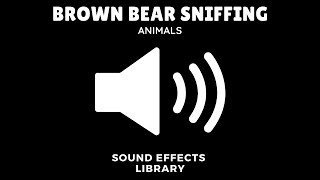 Brown Bear Sniffing Sound Effect [Download Link]