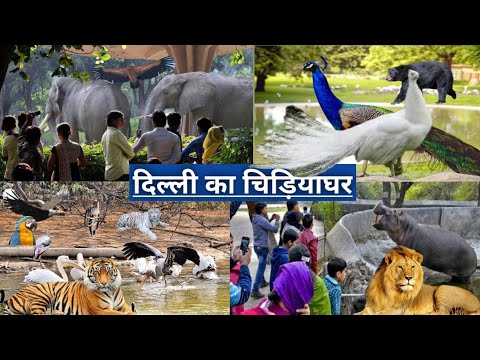 Vídeo: Descripció i fotos del Parc Zoològic Nacional - Índia: Delhi