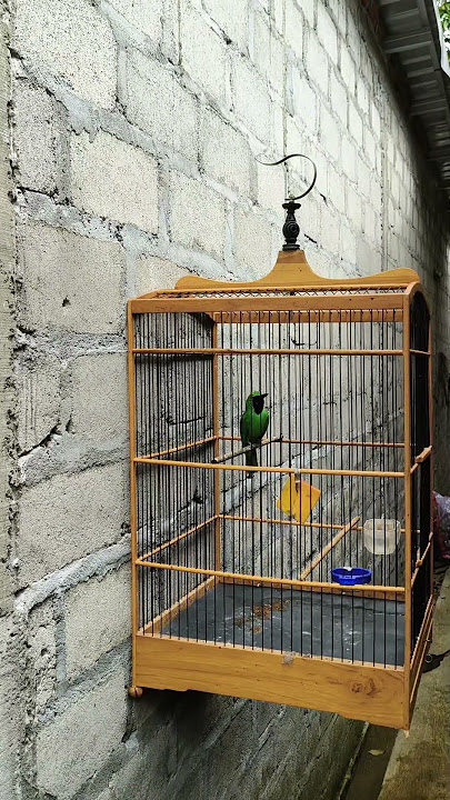 green cucak 200 then and now #kicaumania #birds #cucakijo