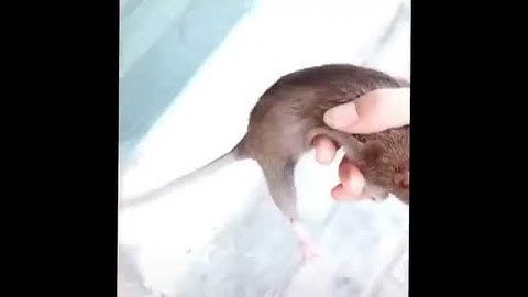 guy grabs a rat and runs away lol