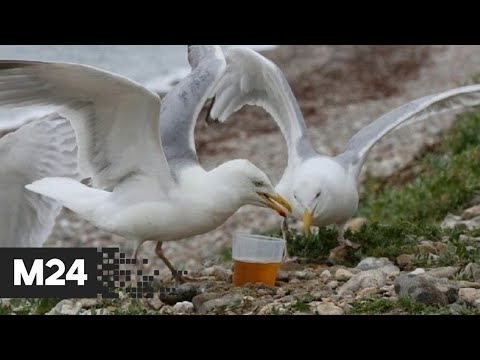 Пьяные чайки нападают на людей в Великобритании - Москва 24