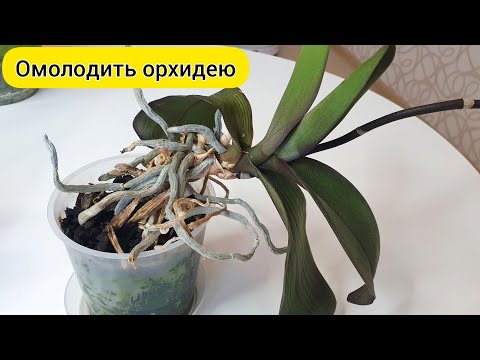 ОМОЛОДИТЬ орхидею с гнилыми корнями // ПЕРЕСАДИТЬ орхидею в кору