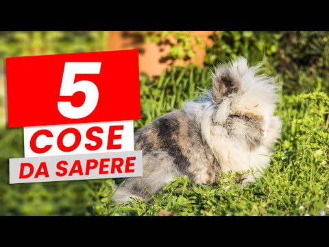 5 COSE DA SAPERE prima di adottare un CONIGLIO NANO! (con Starbucks!)