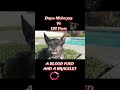 #drewmcintyre #cmpunk #bashinberlin #bracelet #dog #wwe #wrestling #shorts #short #viral #aew #nxt