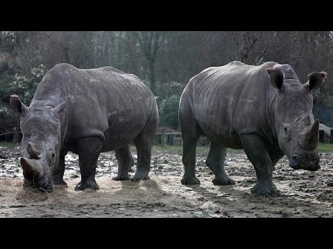 Видео: Они убивают носорога в Париже