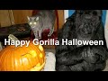 Happy Gorilla Halloween