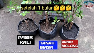 Eksperimen 3 media tanam stek bahan bonsai kimeng