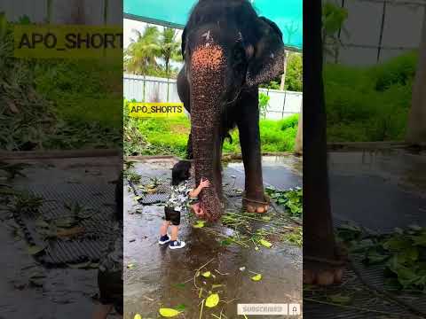 Elephant Hugs a