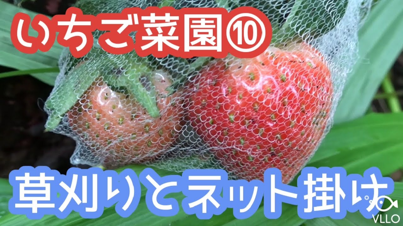 いちご菜園 苺色付き草刈りとネット掛けをする クレープのキッチンガーデン Youtube