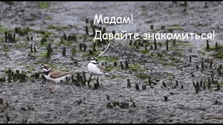 "Зуёкь. Кродёться". Малый зуёк (лат. Charadrius dubius) / Little Ringed Plover / コチドリ