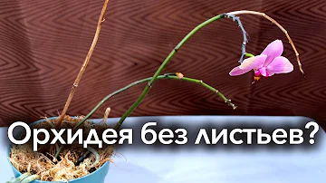 Орхидея без листьев. Может ли она выжить?!