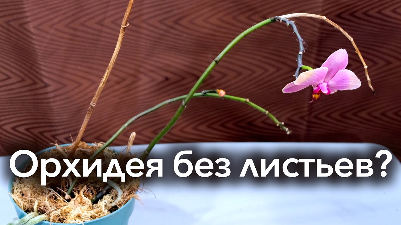 Орхидея Фото Листьев
