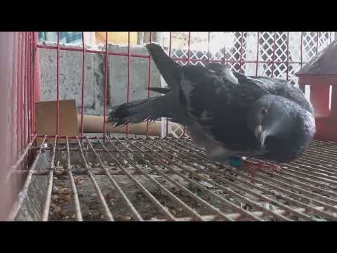 वीडियो: कबूतरों में पैरामाइक्सोवायरस का इलाज कैसे करें?
