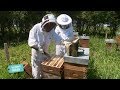 Dcouverte des abeilles de brire dans les chemins nathalie