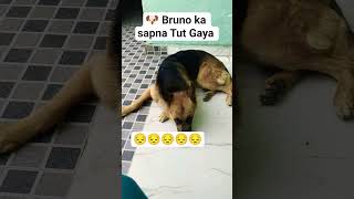 🙏please Bruno ka 🙏 sapna pura kra do #bruno #dog #pets #superpet #petworld