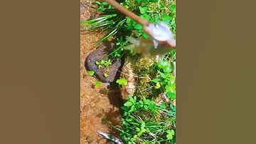 con cá khổng lồ đầu cá trê #cacconvat #docla #fishing